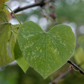 Leaf love.