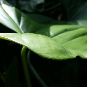 smooth leafy green
